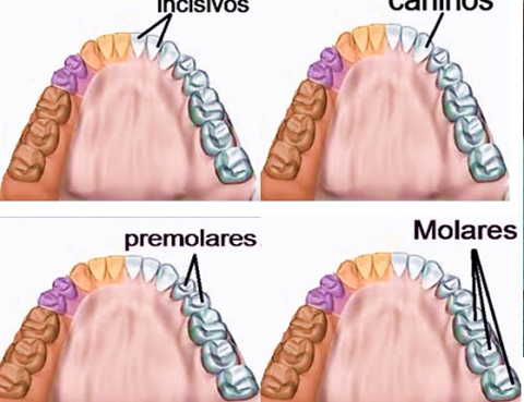 tipos de dientes